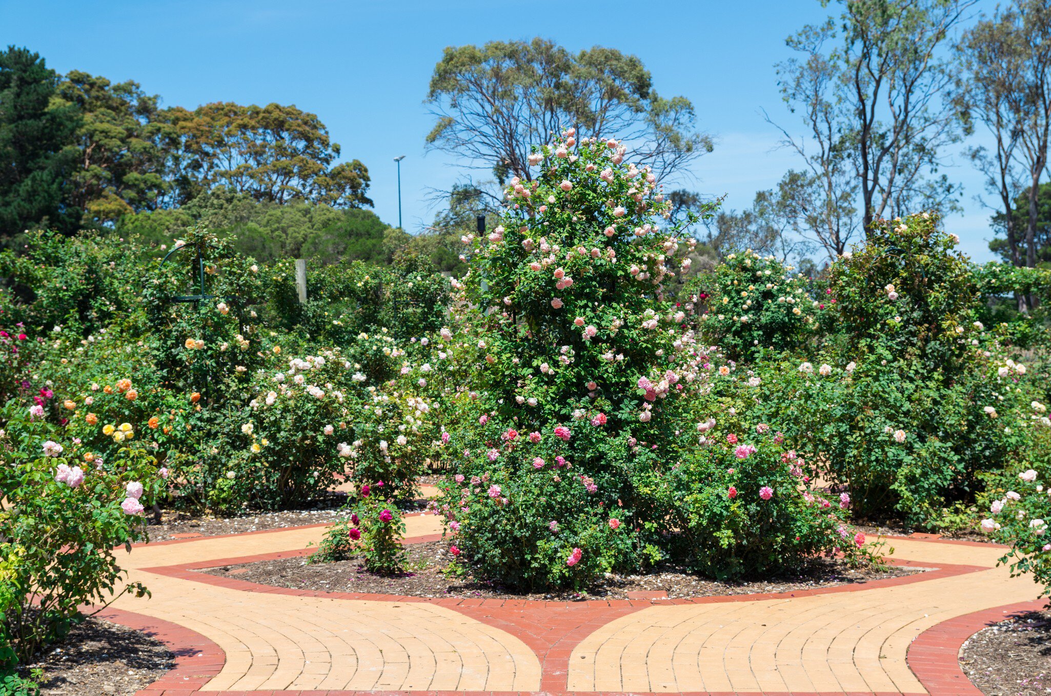 A collection of David Austin roses at the Victorian State Rose Garden at Werribee Park in Melbourne, Australia.