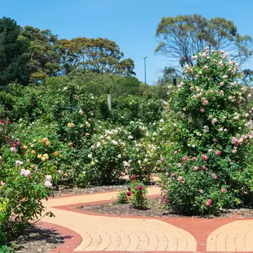 A collection of David Austin roses at the Victorian State Rose Garden at Werribee Park in Melbourne, Australia.