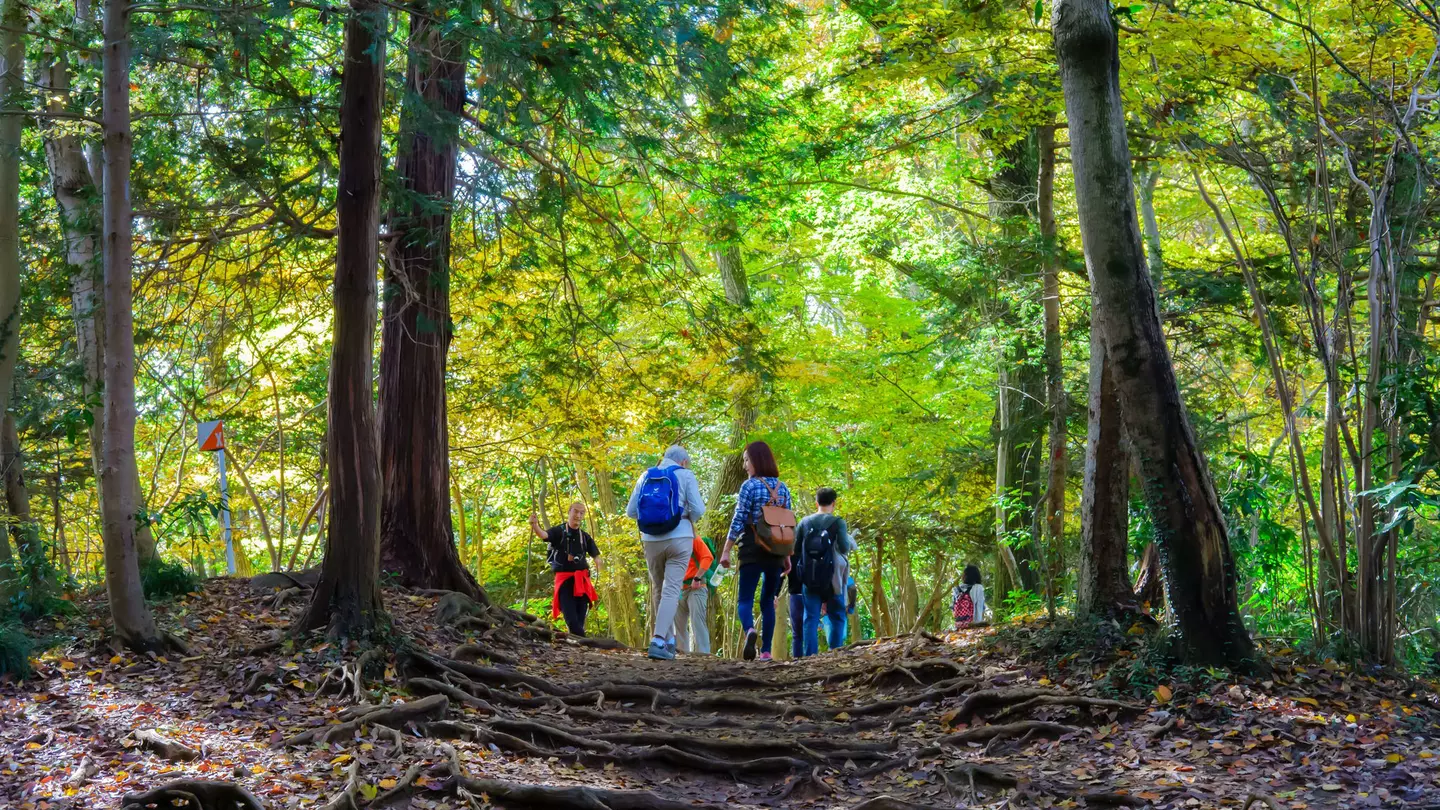 Climbing Takao early in the morning means minimal crowds on the trails. MMpai / Shutterstock