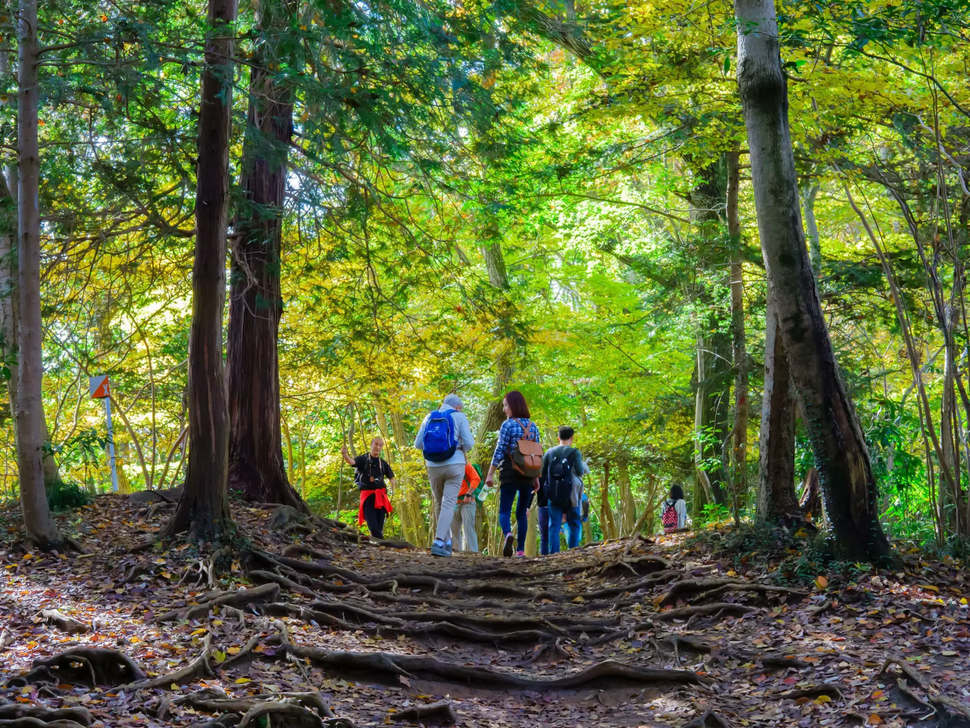 Climbing Takao early in the morning means minimal crowds on the trails. MMpai / Shutterstock