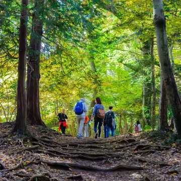 Climbing Takao early in the morning means minimal crowds on the trails. MMpai / Shutterstock