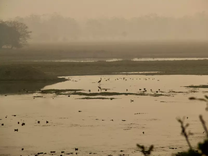 A wetland with birds in silhouette in the smog.