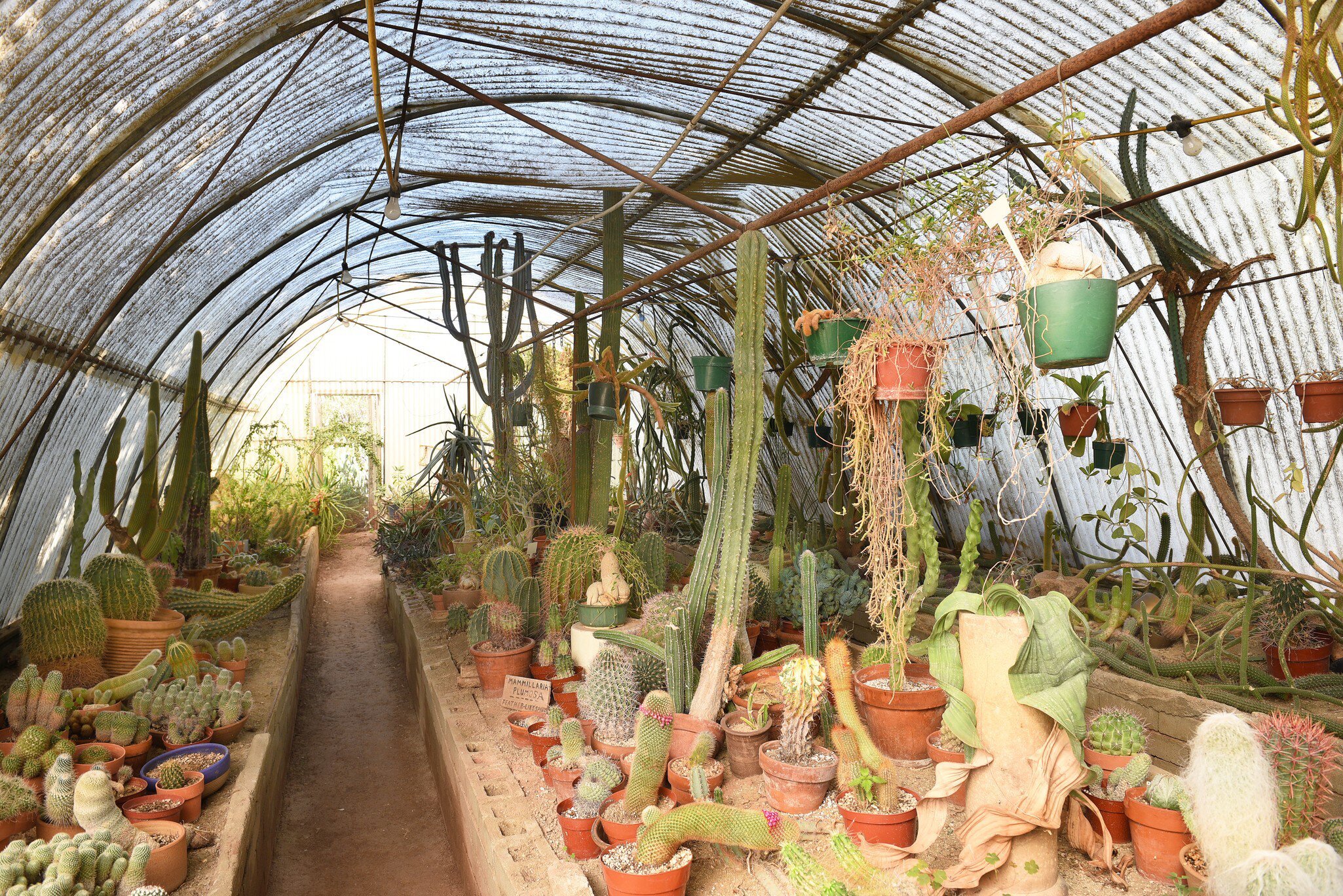Moortens Botanical Garden and Cactarium, a private arboretum created in 1938.