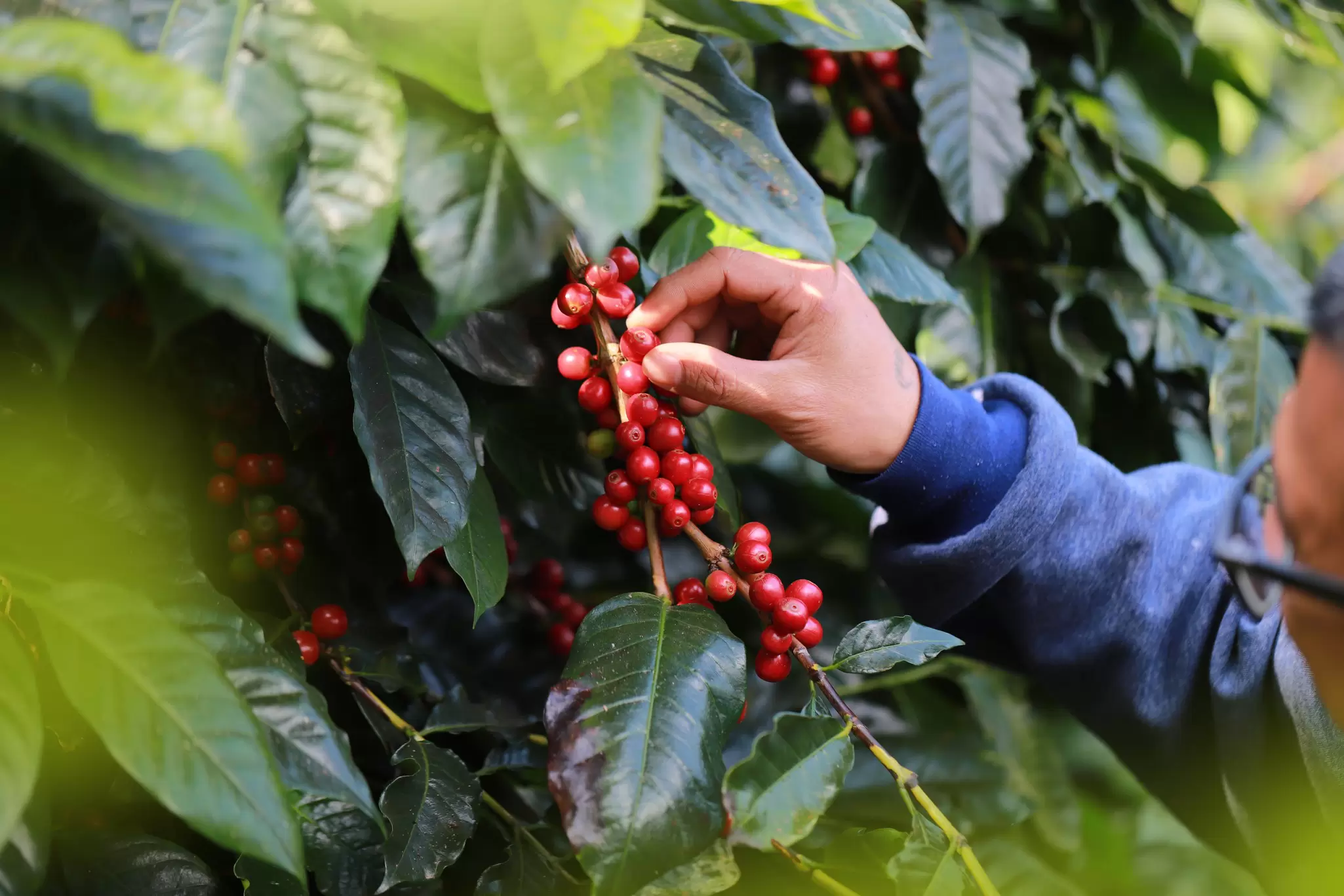 A person handles the red berries of an arabica coffee plant.