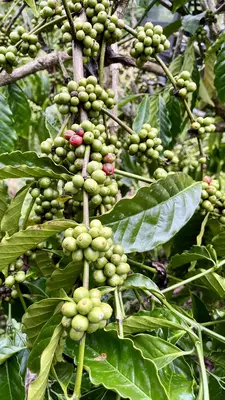 Coffee berries