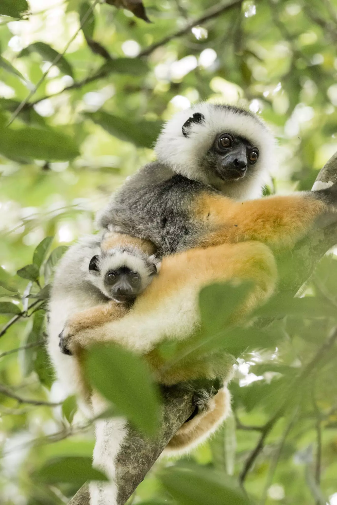 A diademed sifaka with her baby, Andasibe, Madagascar