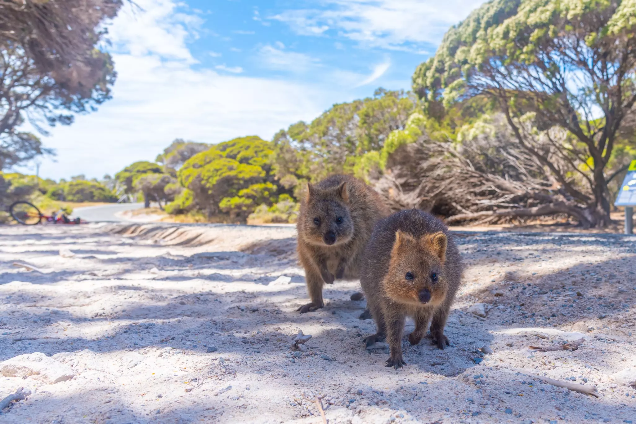 Two rodent-like creatures on a beach.