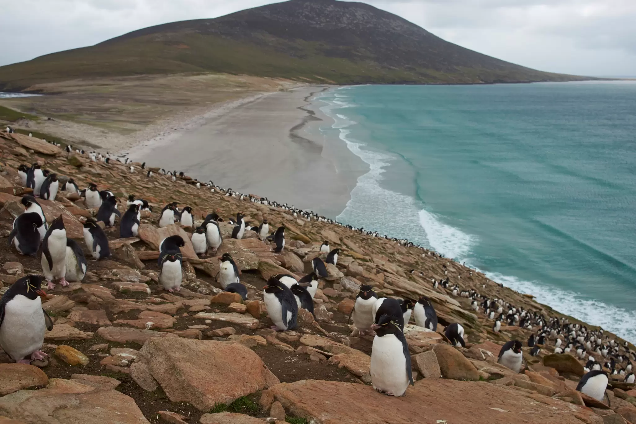 Colony of Rockhopper Penguins (Eudyptes chrysocome) on the cliffs above The Neck on Saunders Island in the Falkland Islands. JeremyRichards / Lonely Planet