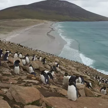 Colony of Rockhopper Penguins (Eudyptes chrysocome) on the cliffs above The Neck on Saunders Island in the Falkland Islands. JeremyRichards / Lonely Planet