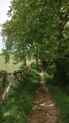 The vineyards of Txomin Etxaniz winery.