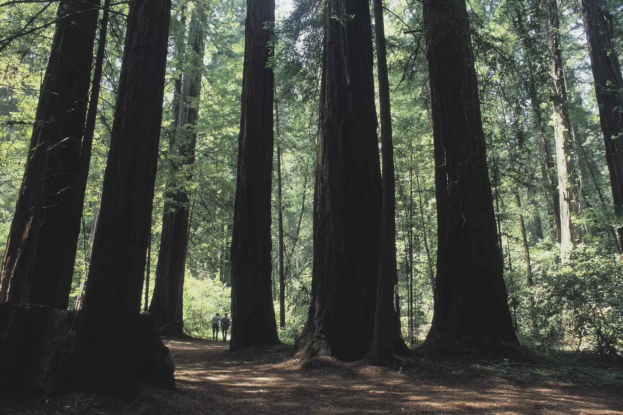 Two people follow a woodland path lined with redwood trees that tower high above them.