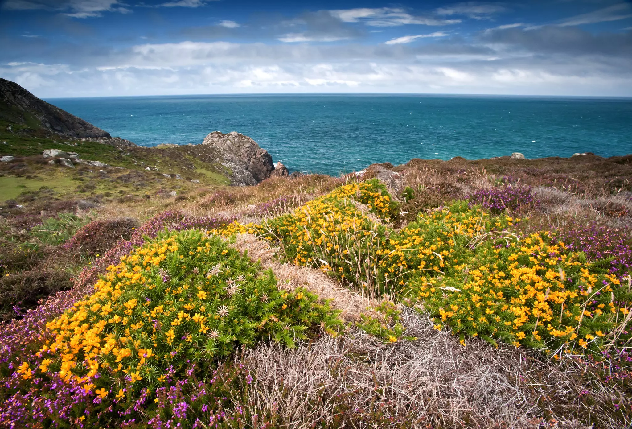 Colorful gorse, heather and sea on a coastal path