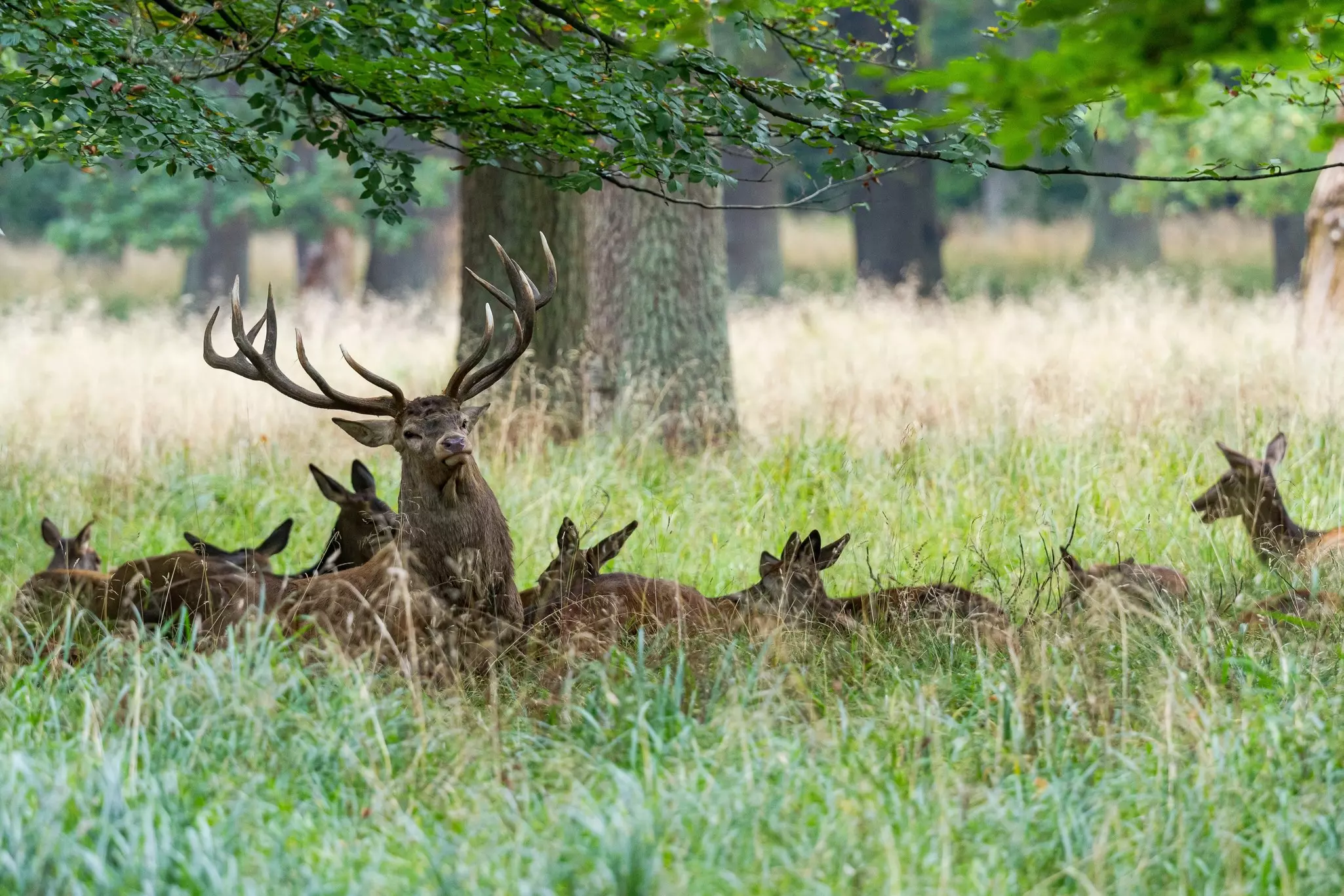 A herd of deer lying down among grass with a stag with full antlers leaning his head up.