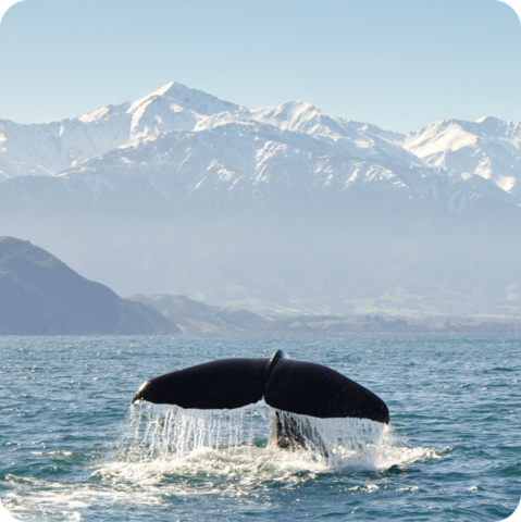 Whale watching in New Zealand