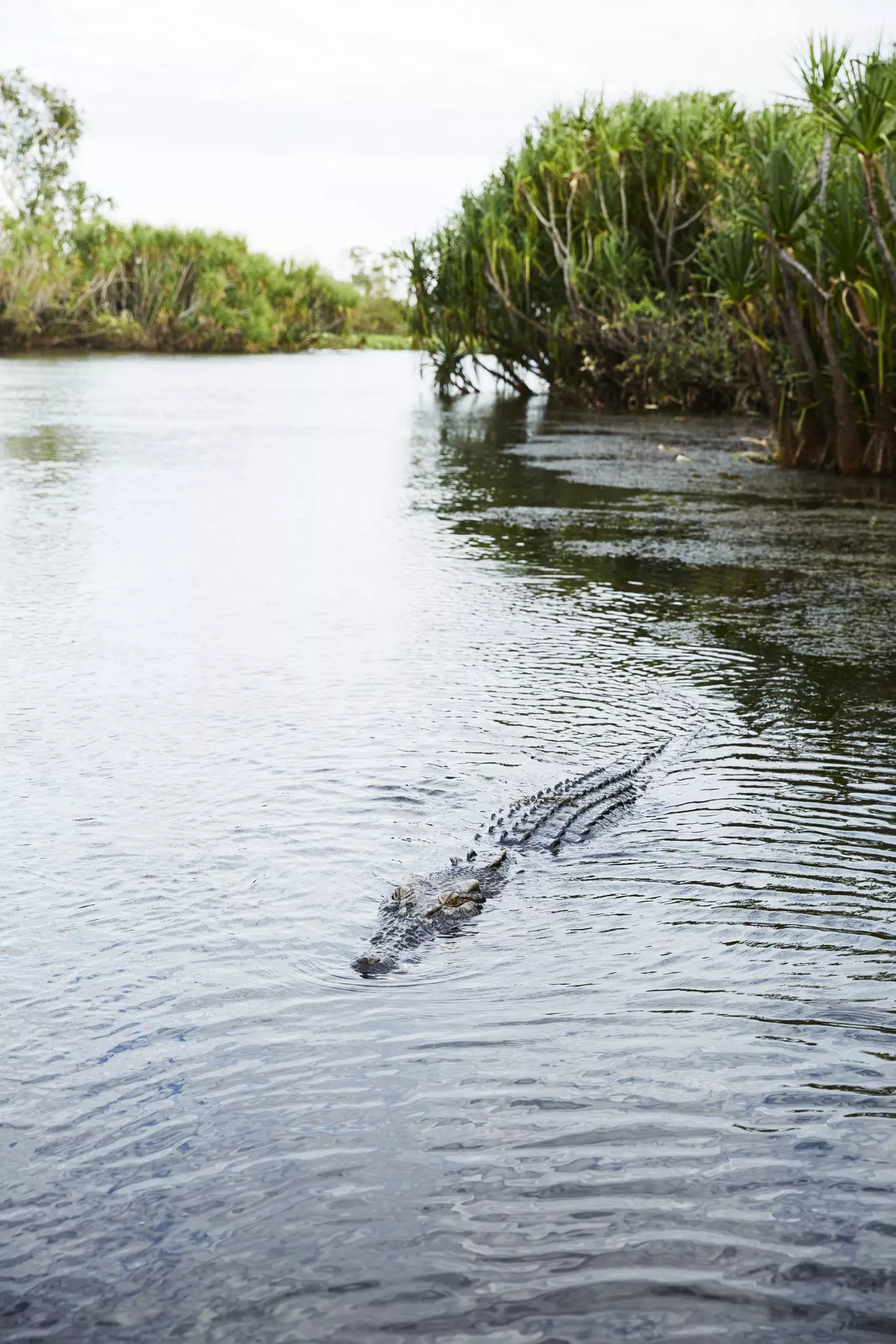 A crocodile in the Yellow River.