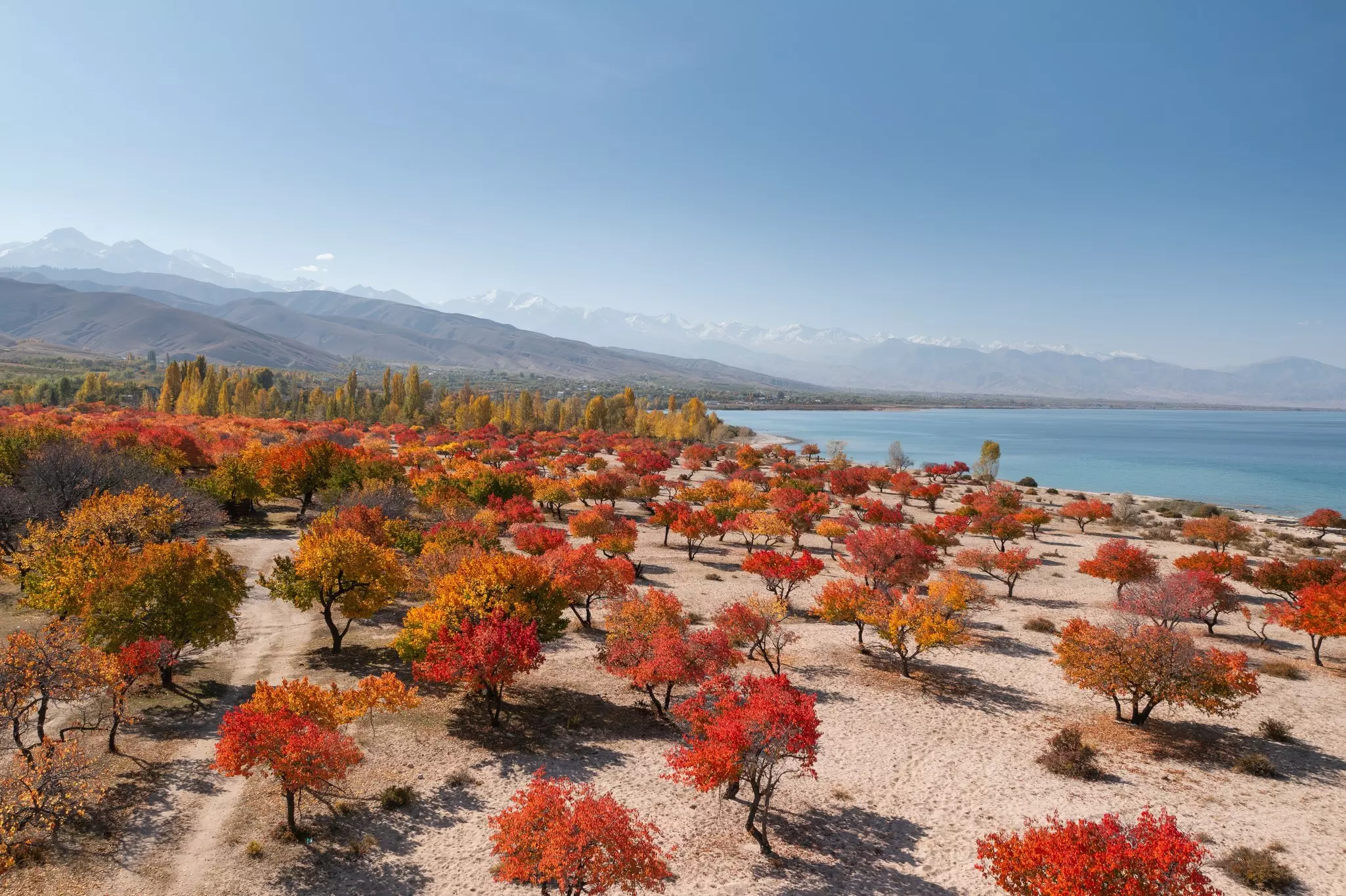 Trees in an orchard beside a lake with orange and red leaves glow in the autumn sunshine.