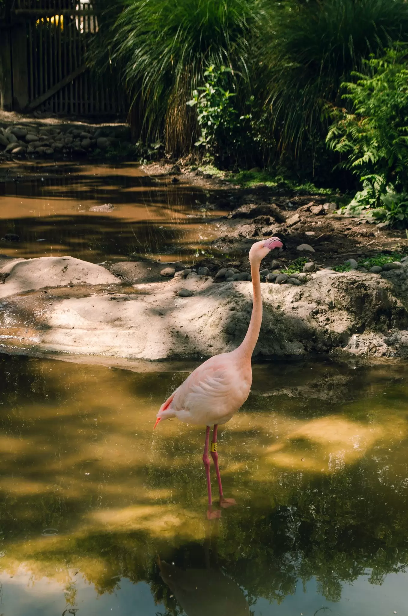 View of a flamingo in the water at Auckland Zoo in New Zealand.