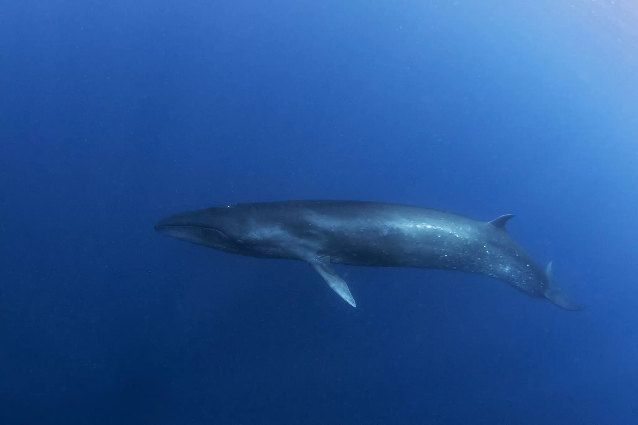 A whale underwater.