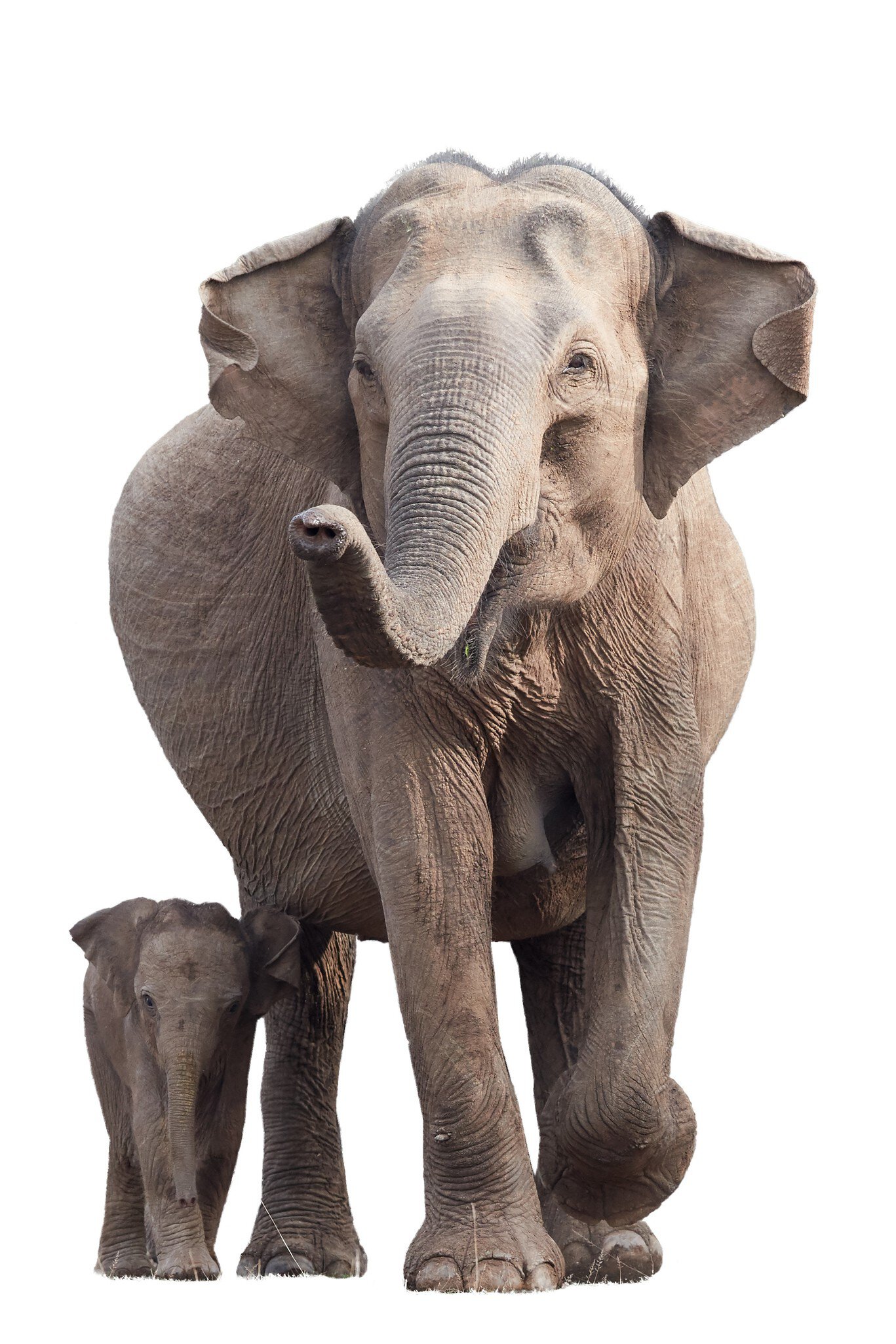 Sideview of an Indian elephant mother and her calf as seen in Dublin Zoo