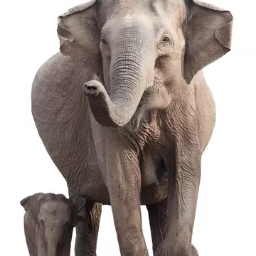 Sideview of an Indian elephant mother and her calf as seen in Dublin Zoo