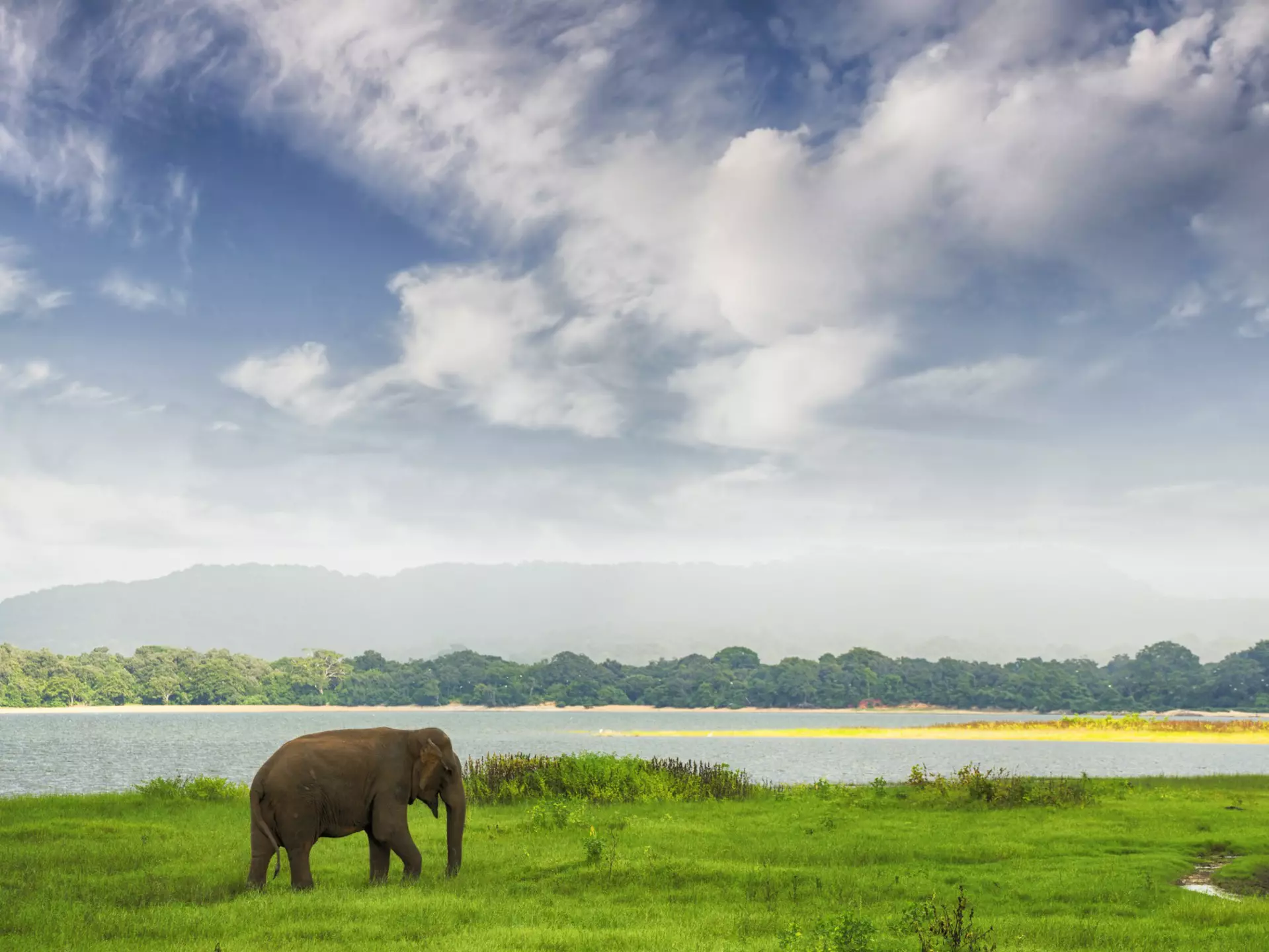 An elephant wandering through grass near a lake in a national park.