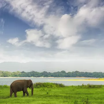 An elephant wandering through grass near a lake in a national park.