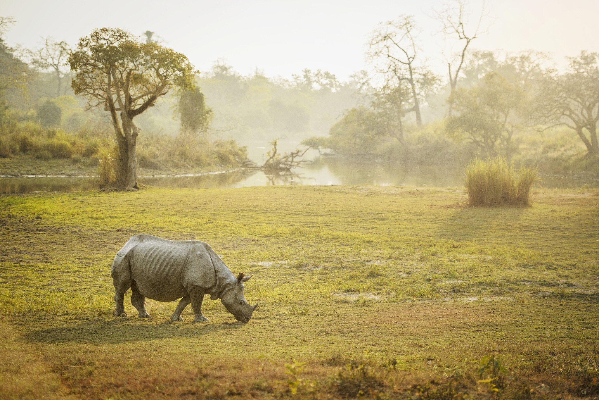 One-horned rhino at Kaziranga National Park, Assam, India.