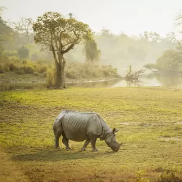 One-horned rhino at Kaziranga National Park, Assam, India.