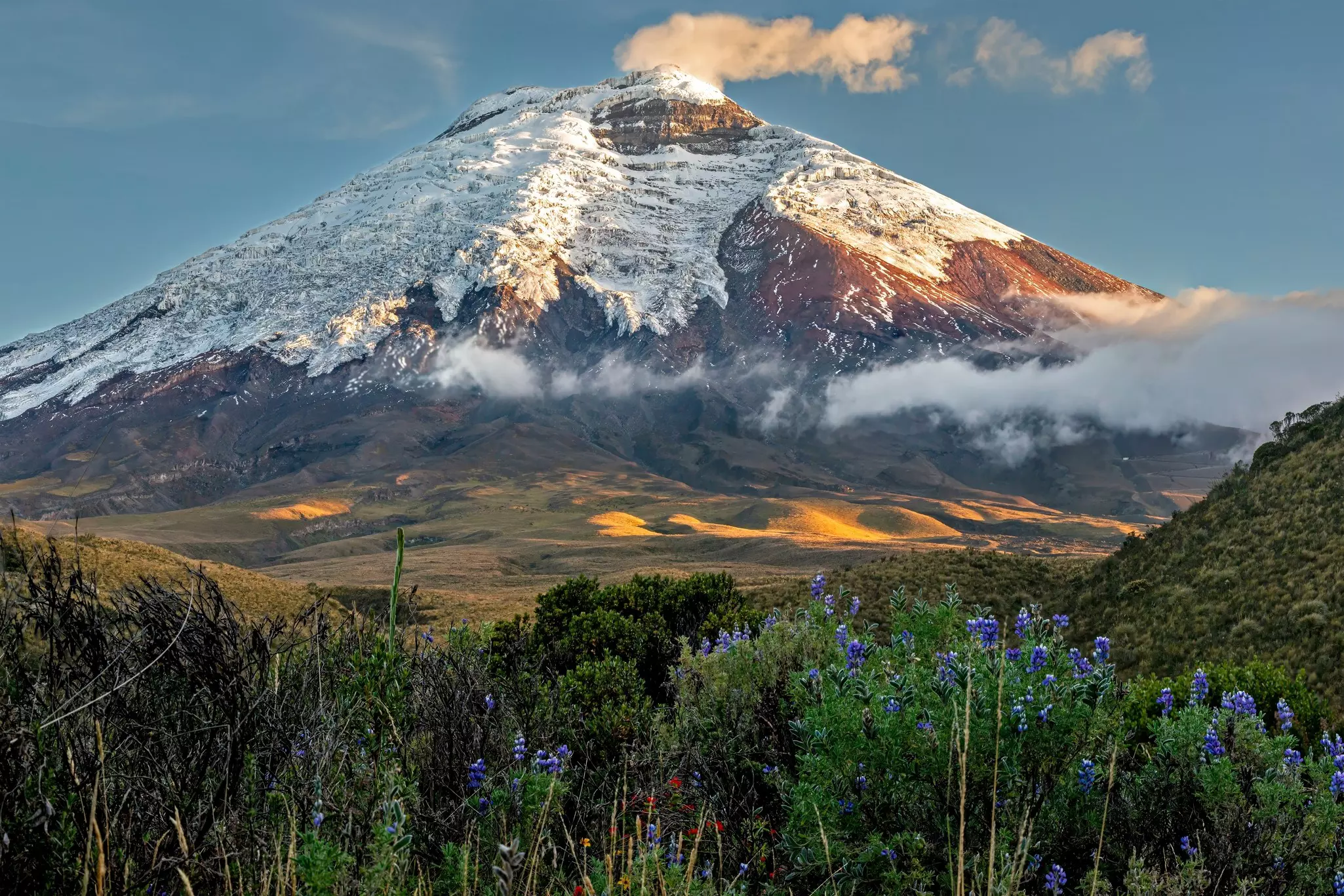 A snow-covered mountain at sunset, with a low white cloud in a valley that has patches illuminated by sunlight; there are purple flowers in the foreground.