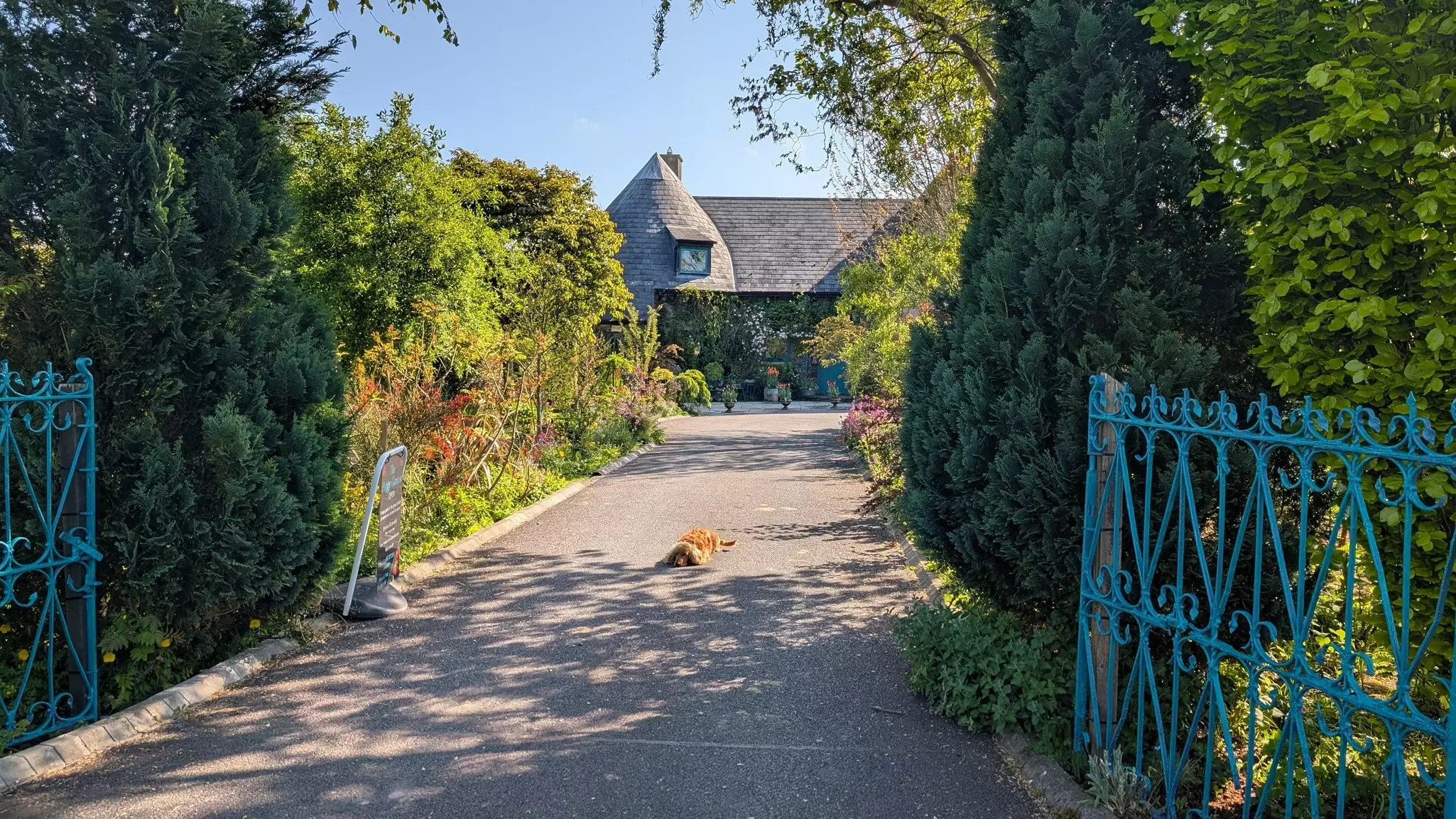 A golden-colored dog lies in the center of a pathway leading into a garden and towards a cottage in the sunshine.