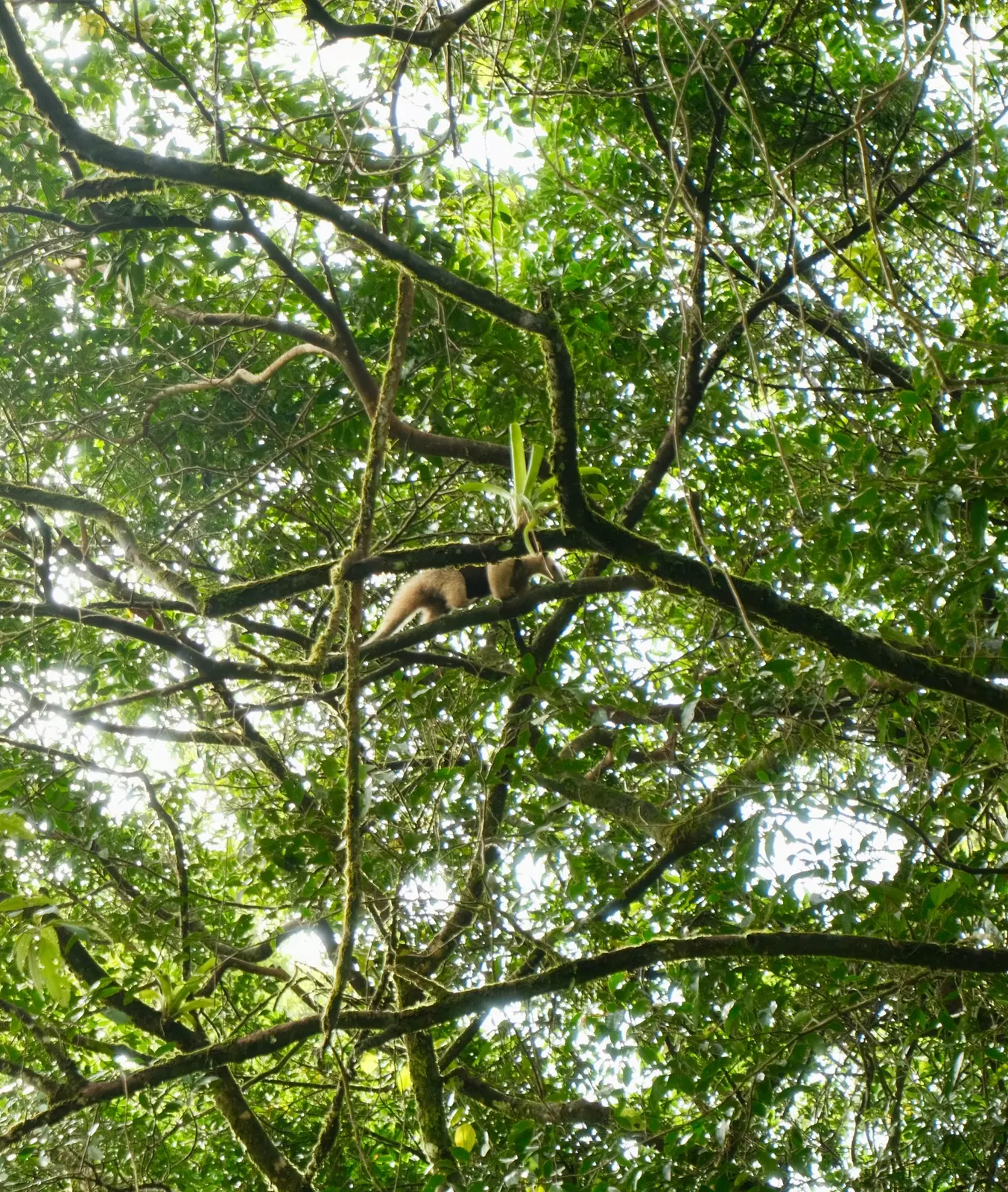 an anteater walks along a branch in a leafy green tree