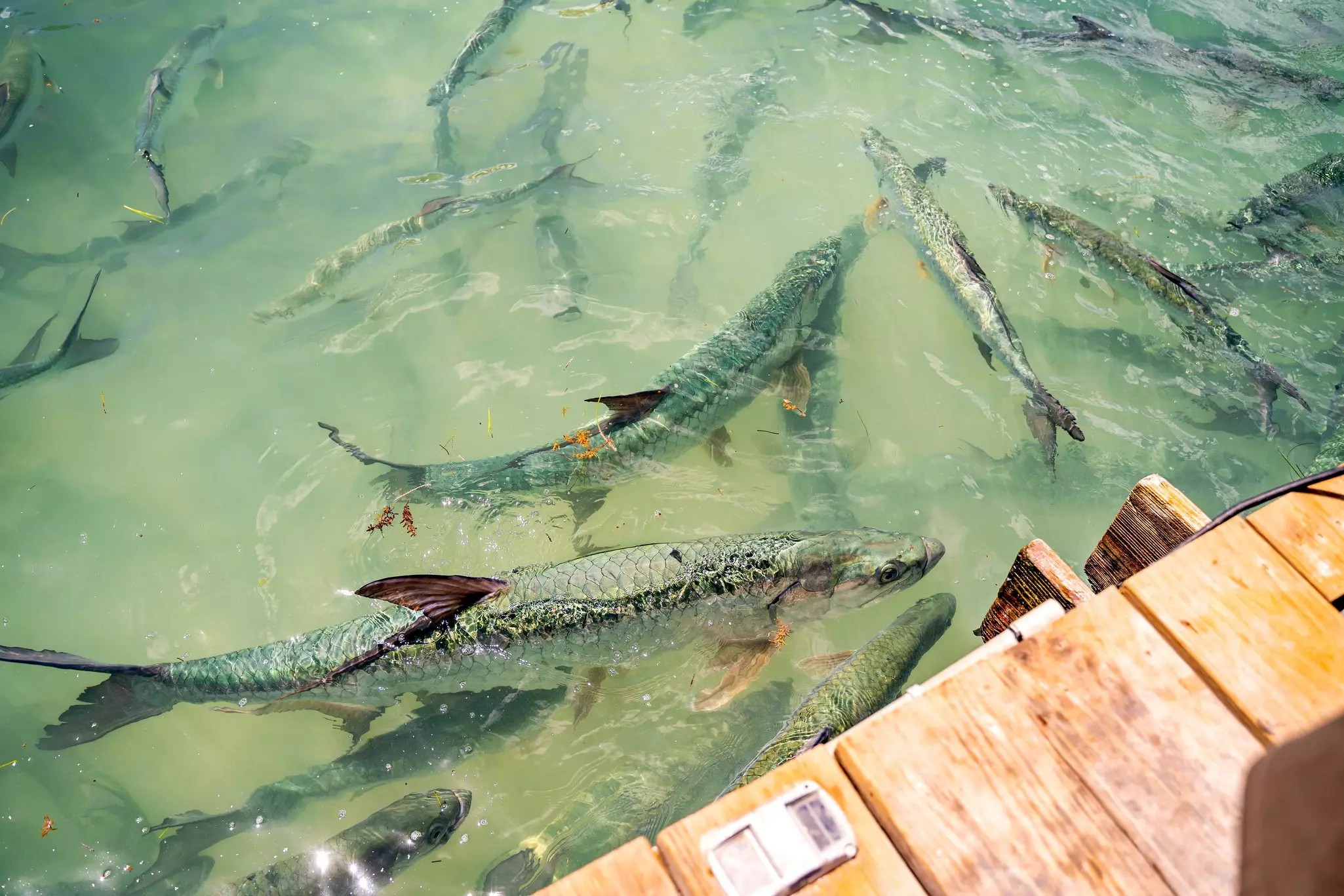 Huge fish swimming in shallow water next to a wooden dock in the Florida Keys.