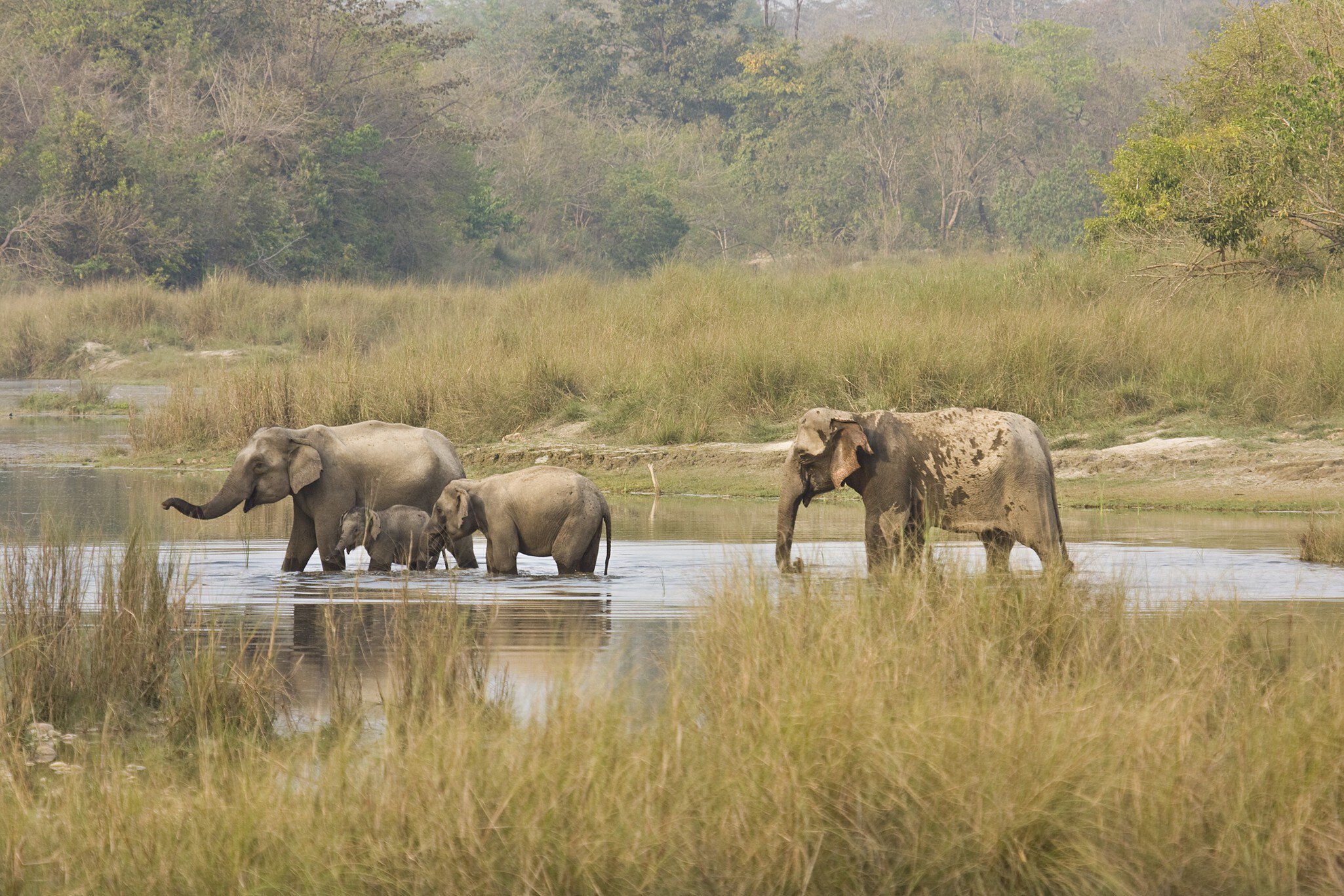 Asian wild elephants family crossing the river, Bardia national park, Nepal