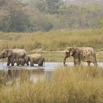 Asian wild elephants family crossing the river, Bardia national park, Nepal
