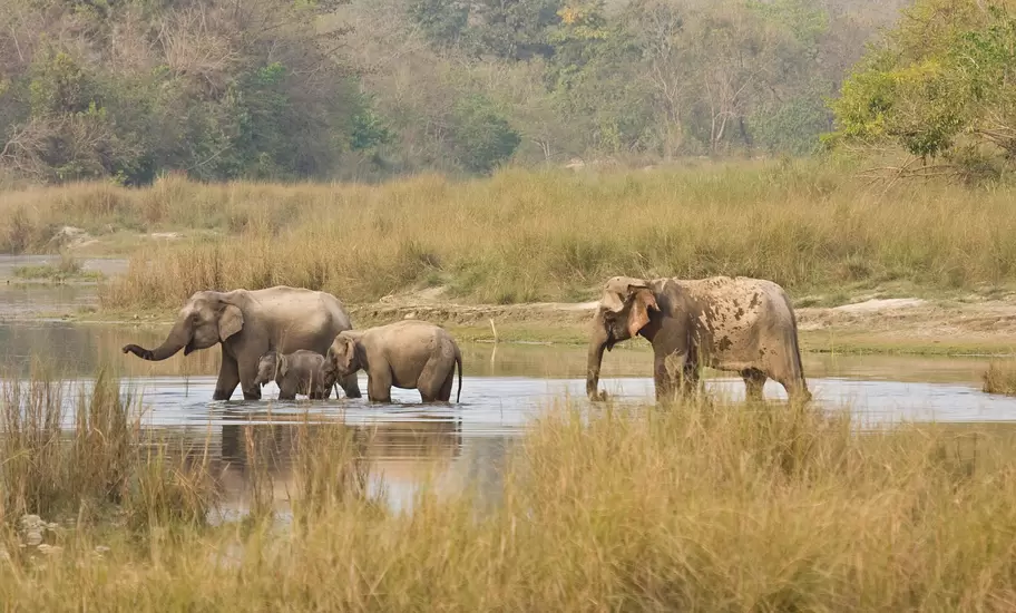 Three adult elephants and a calf wading across a shallow river between banks of tall pale grass, with forest behind.