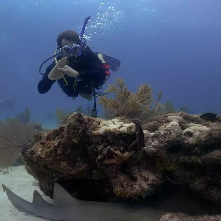 A man scuba diving with a shark. 
