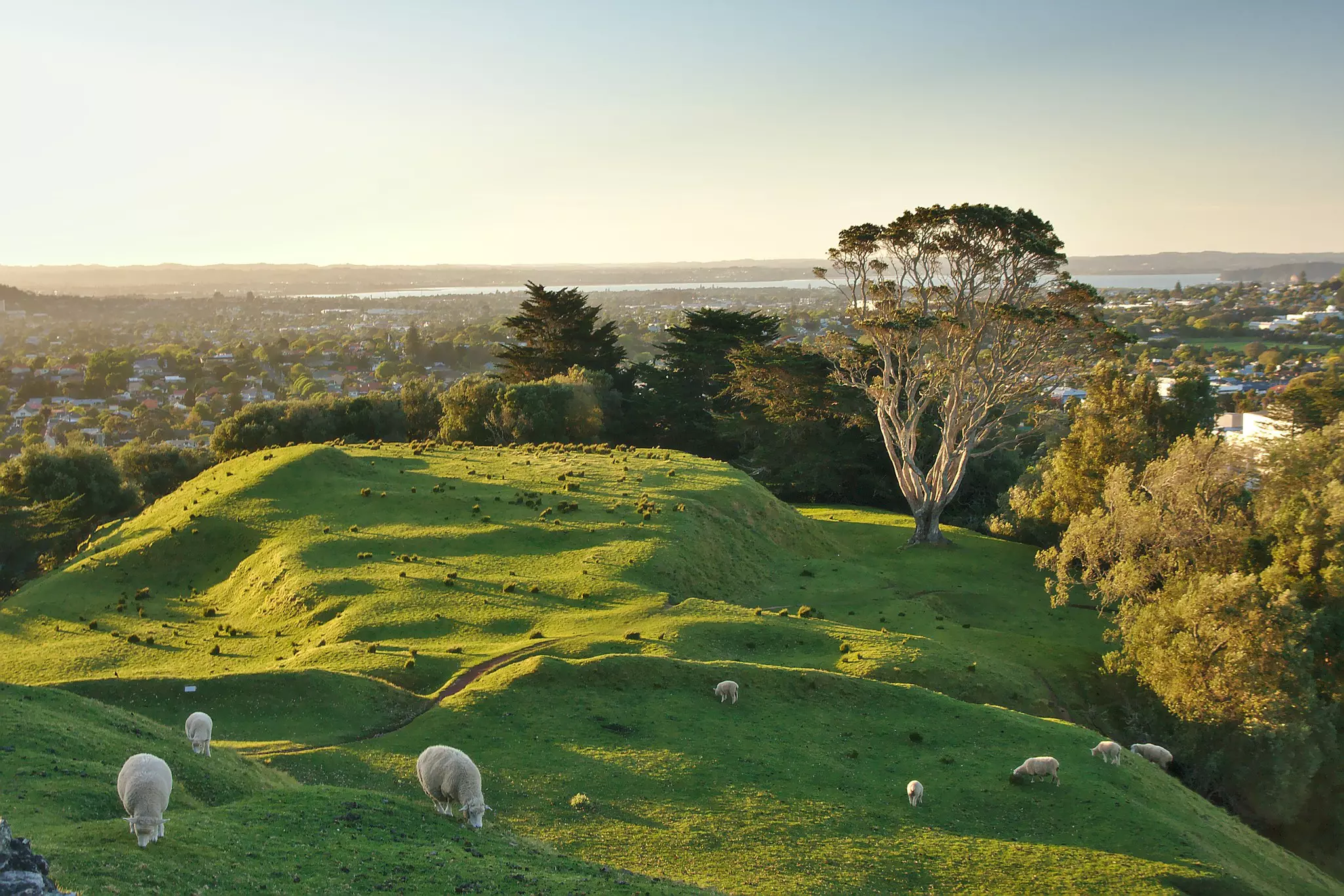 One Tree Hill Park with a sheep in the foreground, Cornwall Park, Auckland, New Zealand, License Type: media, Download Time: 2025-02-11T21:07:08.000Z, User: Ppeterson948, Editorial: false, purchase_order: 56530 - Guidebooks, job: Global Publishing WIP, client: Global Publishing WIP, other: Pia Peterson Haggarty
