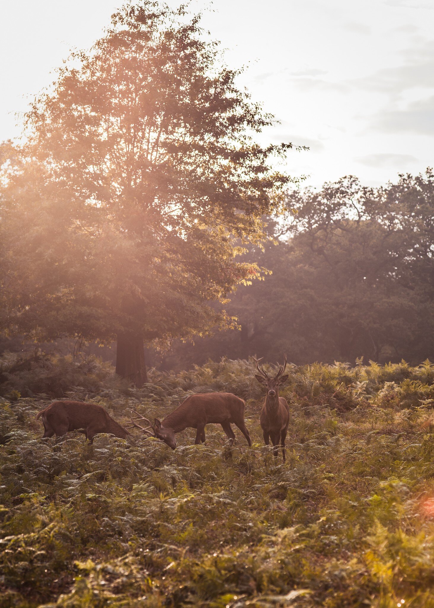 Wild red deer in Richmond Park, London, UK.