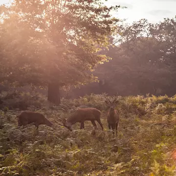 Wild red deer in Richmond Park, London, UK.