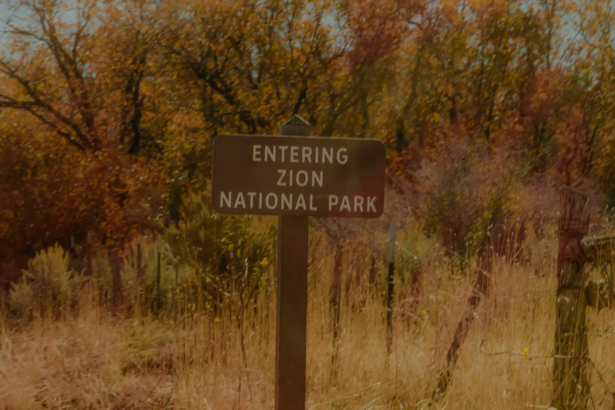 A sign that says "Entering Zion National Park" in front of tall grasses and golden trees.