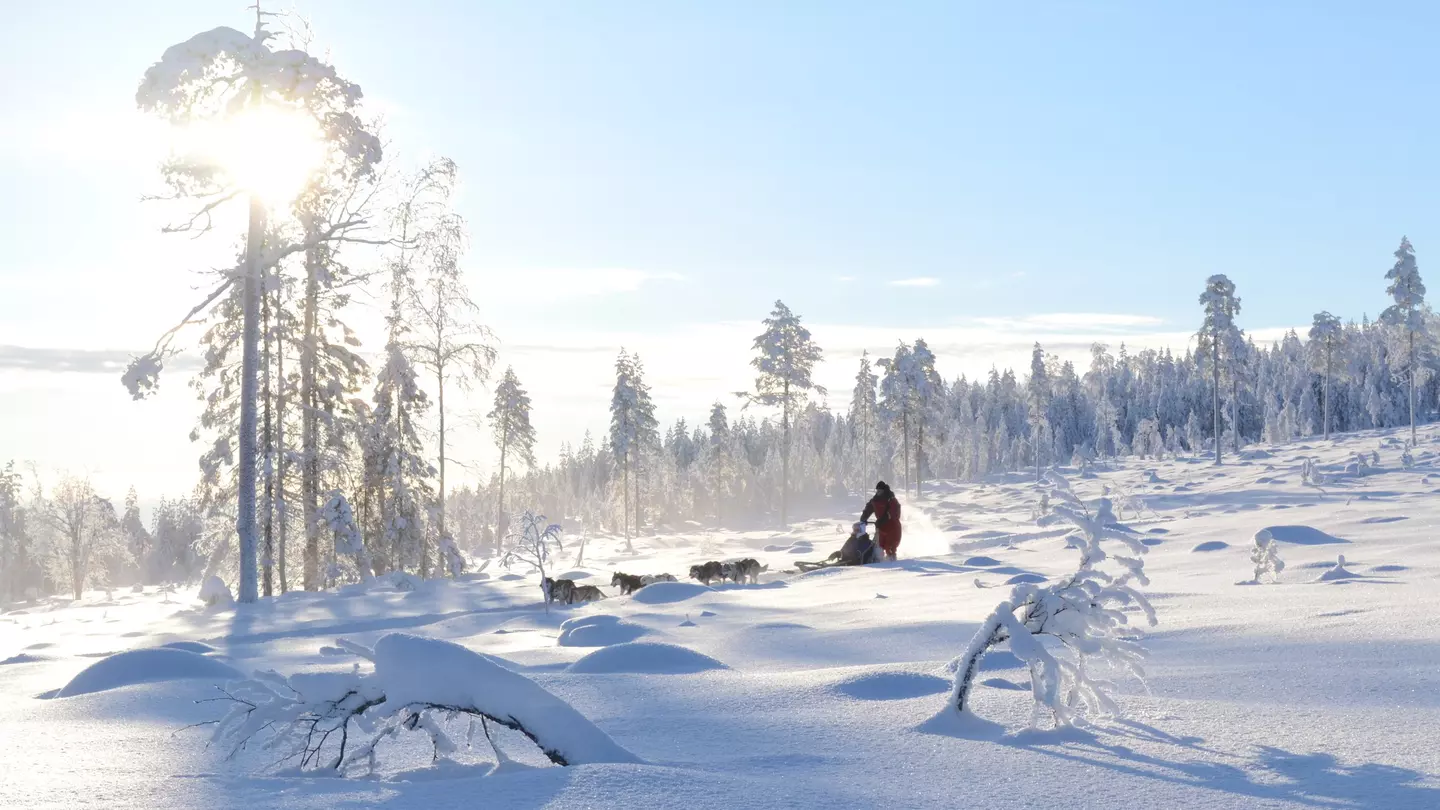 A dog sled zooms across an idyllic snowy landscape, with the sun sparkling behind a snow-covered tree.