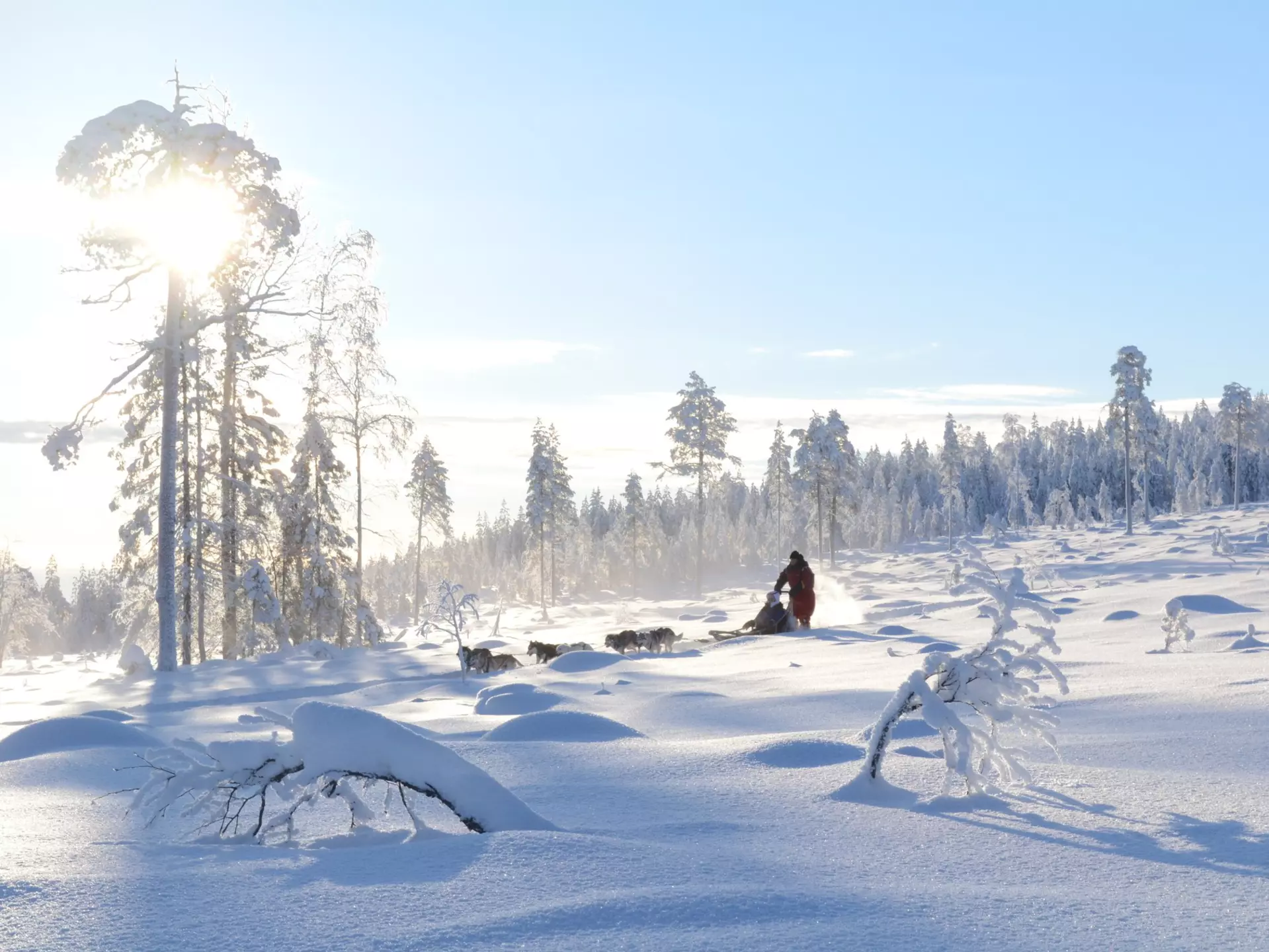 A dog sled zooms across an idyllic snowy landscape, with the sun sparkling behind a snow-covered tree.