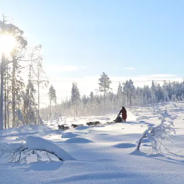 A dog sled zooms across an idyllic snowy landscape, with the sun sparkling behind a snow-covered tree.