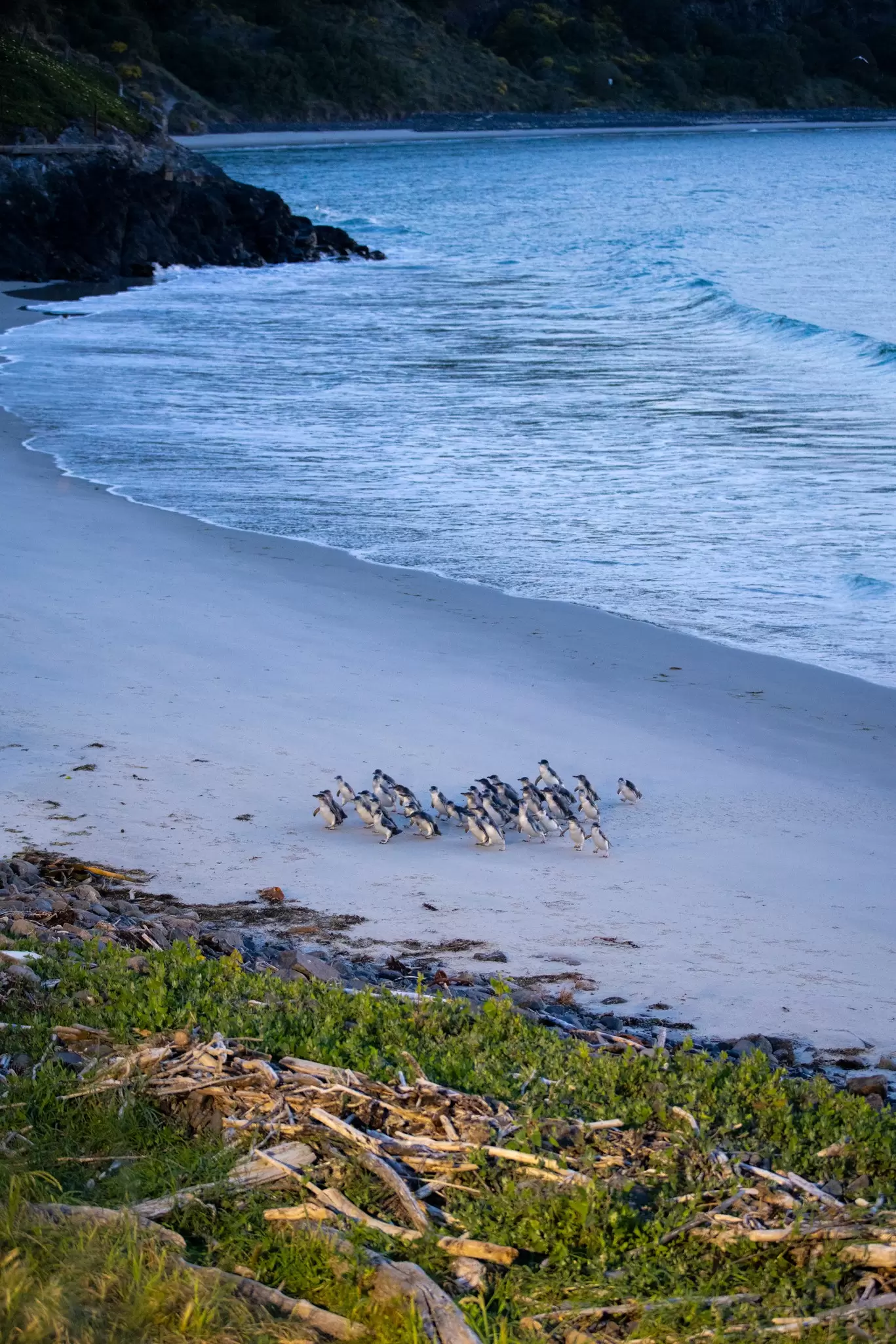 Blue penguins at Pukekura Park in Dunedin, New Zealand