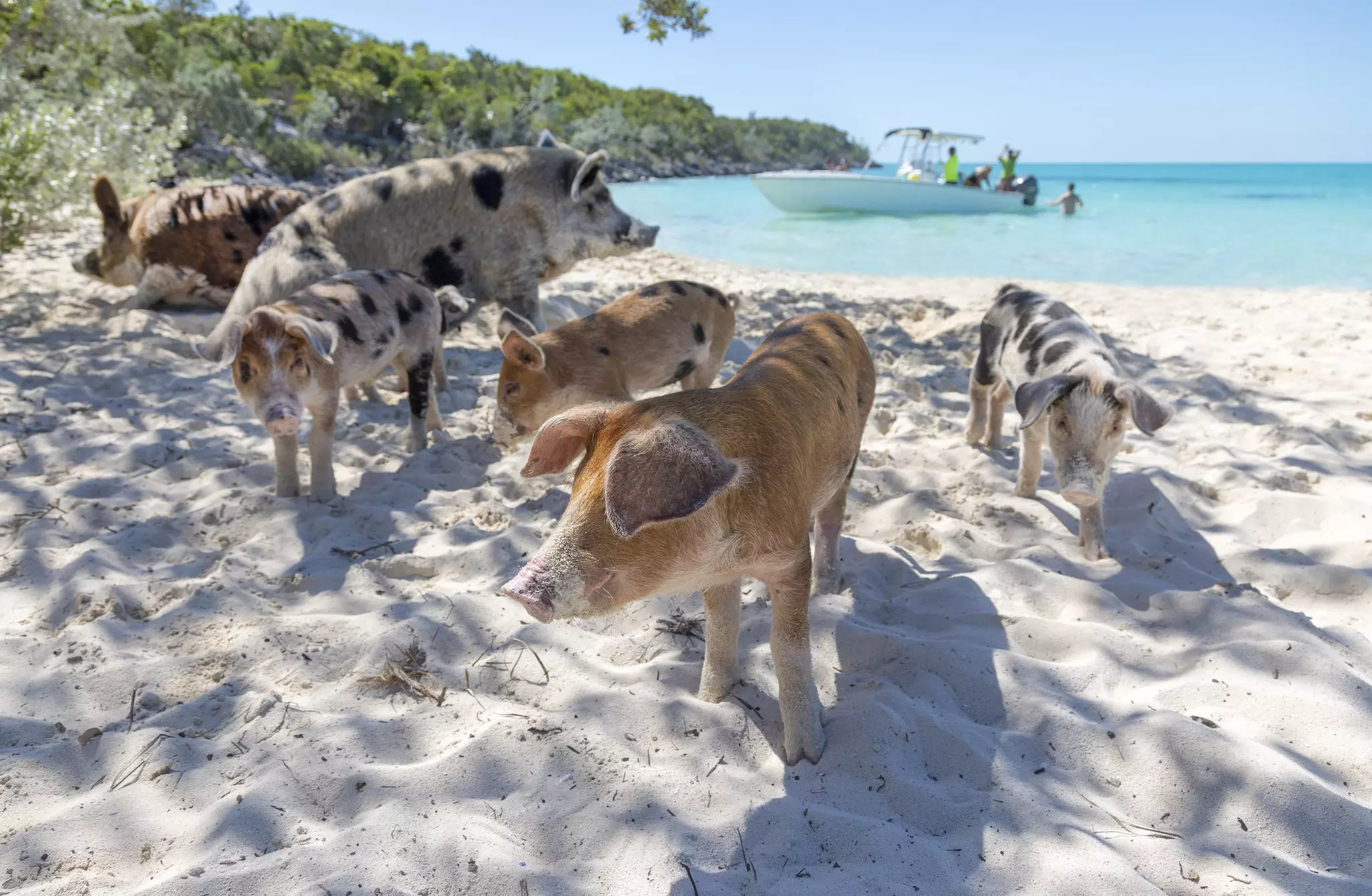 Six pigs on the beach in the Exuma Cays with a small boat in the water behind them.