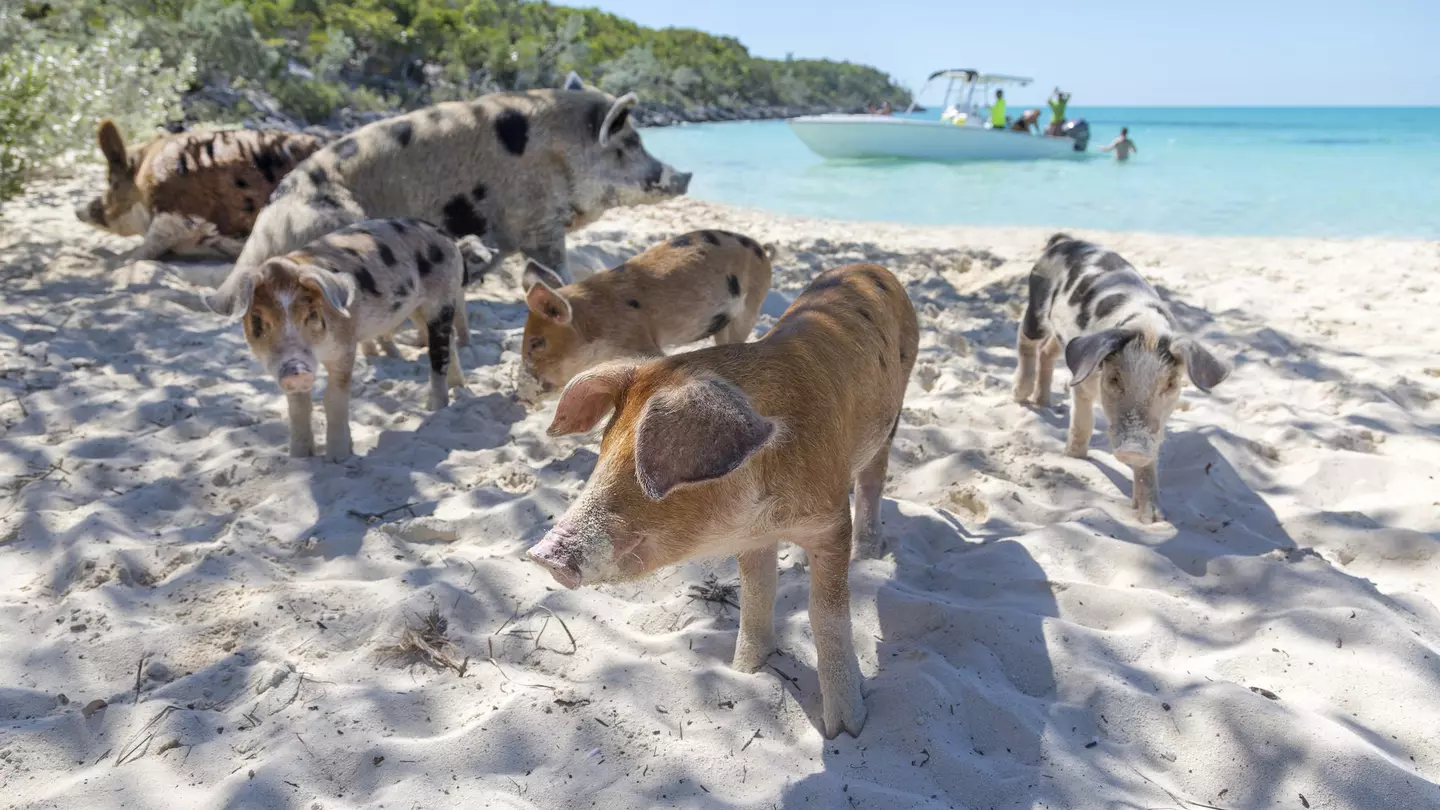 Six pigs on the beach in the Exuma Cays with a small boat in the water behind them.