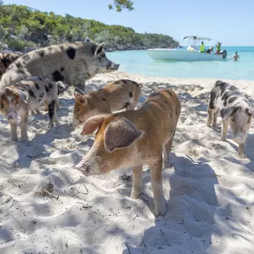 Six pigs on the beach in the Exuma Cays with a small boat in the water behind them.