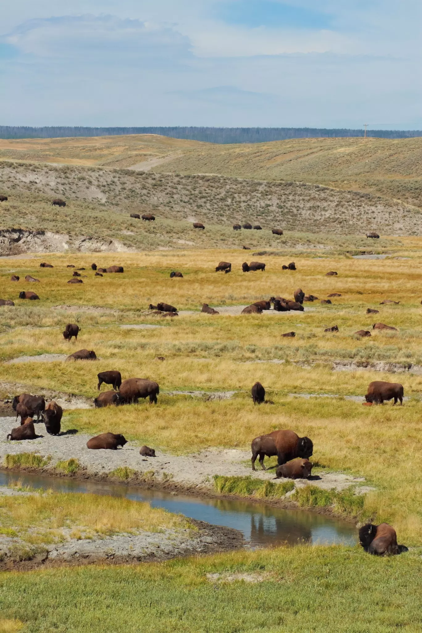 Bisons by a creek in Yellowstone National Park