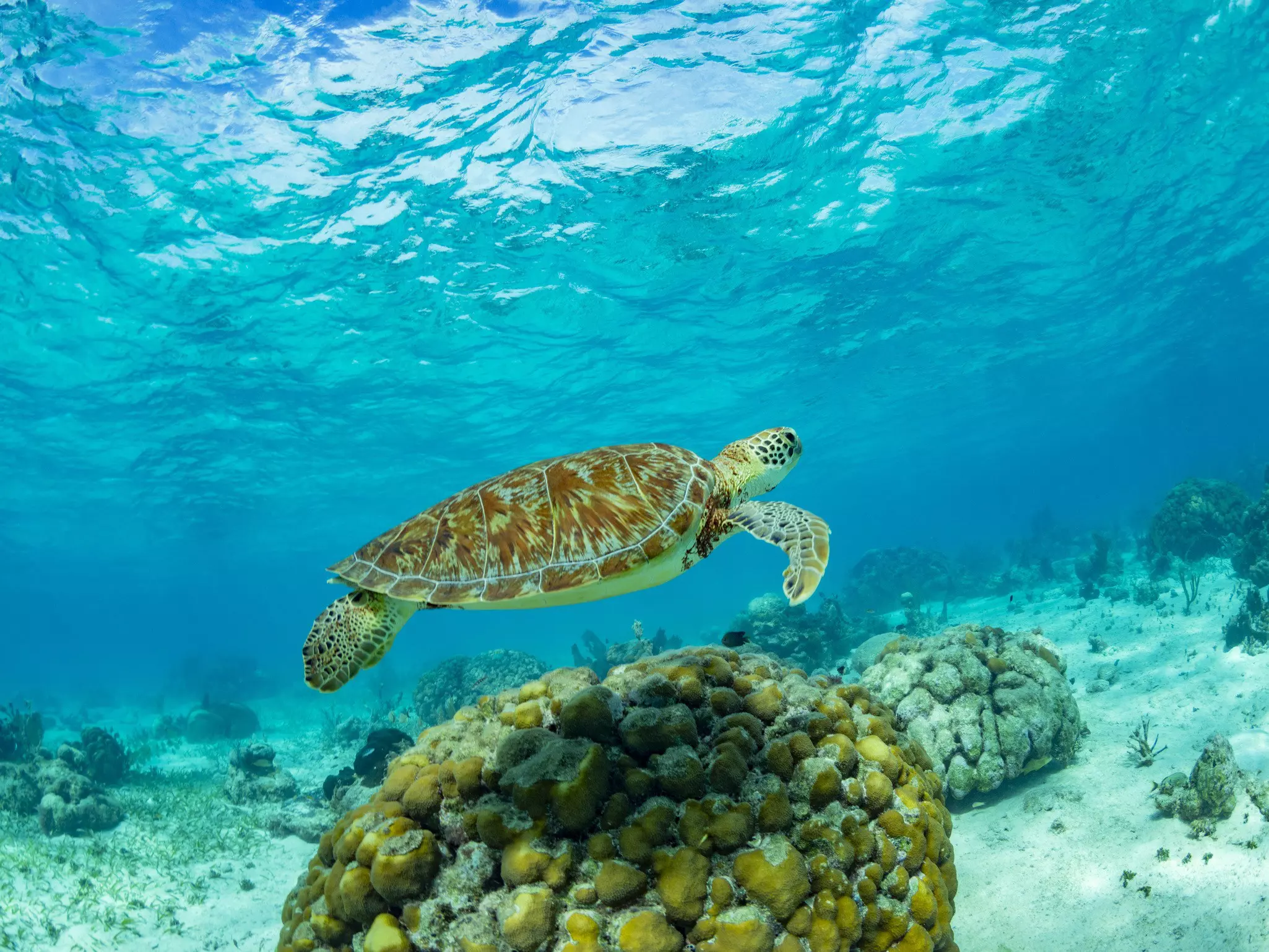 Green sea turtle (Chelonia mydas), surfacing for air near Caye Caulker, inside the Mesoamerican Barrier Reef, Belize