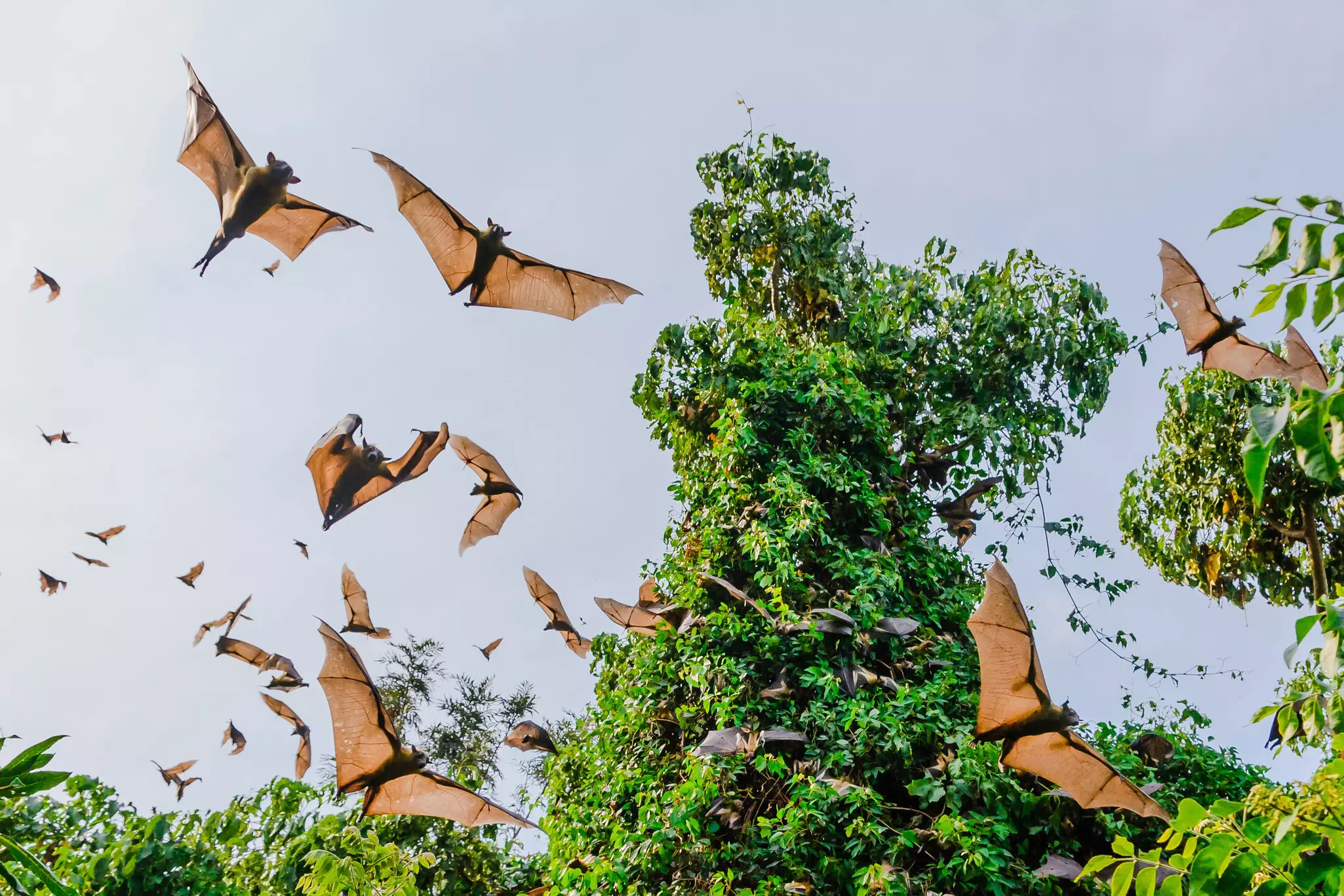 Bat roosts are a significant feature of the caves throughout Volcanoes National Park © Shutterstock